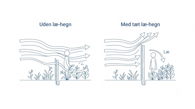 Hegn i Odense der skaber læ for vinden